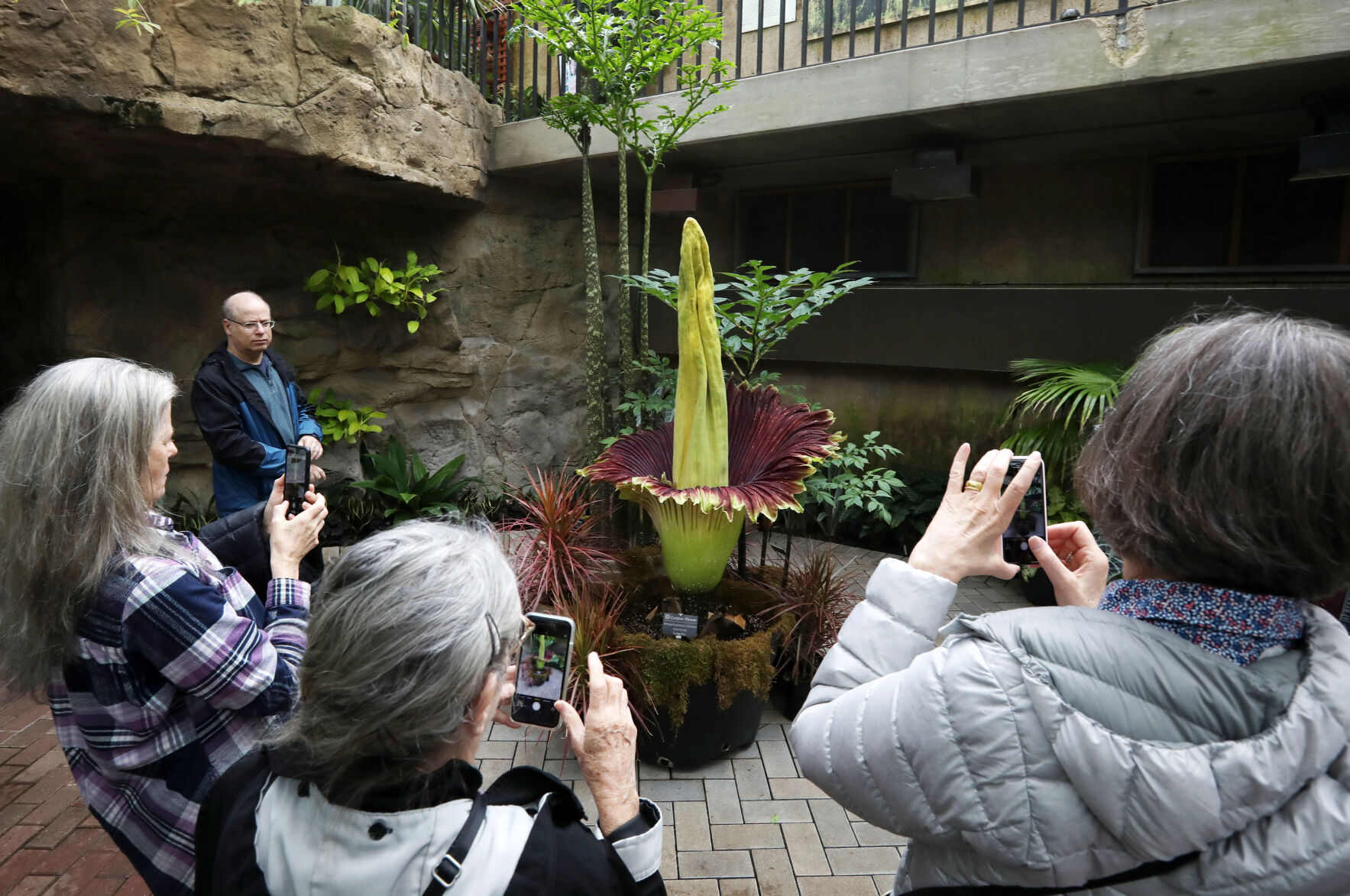 2022050504CorpseFlower0083AJA-05052022140849